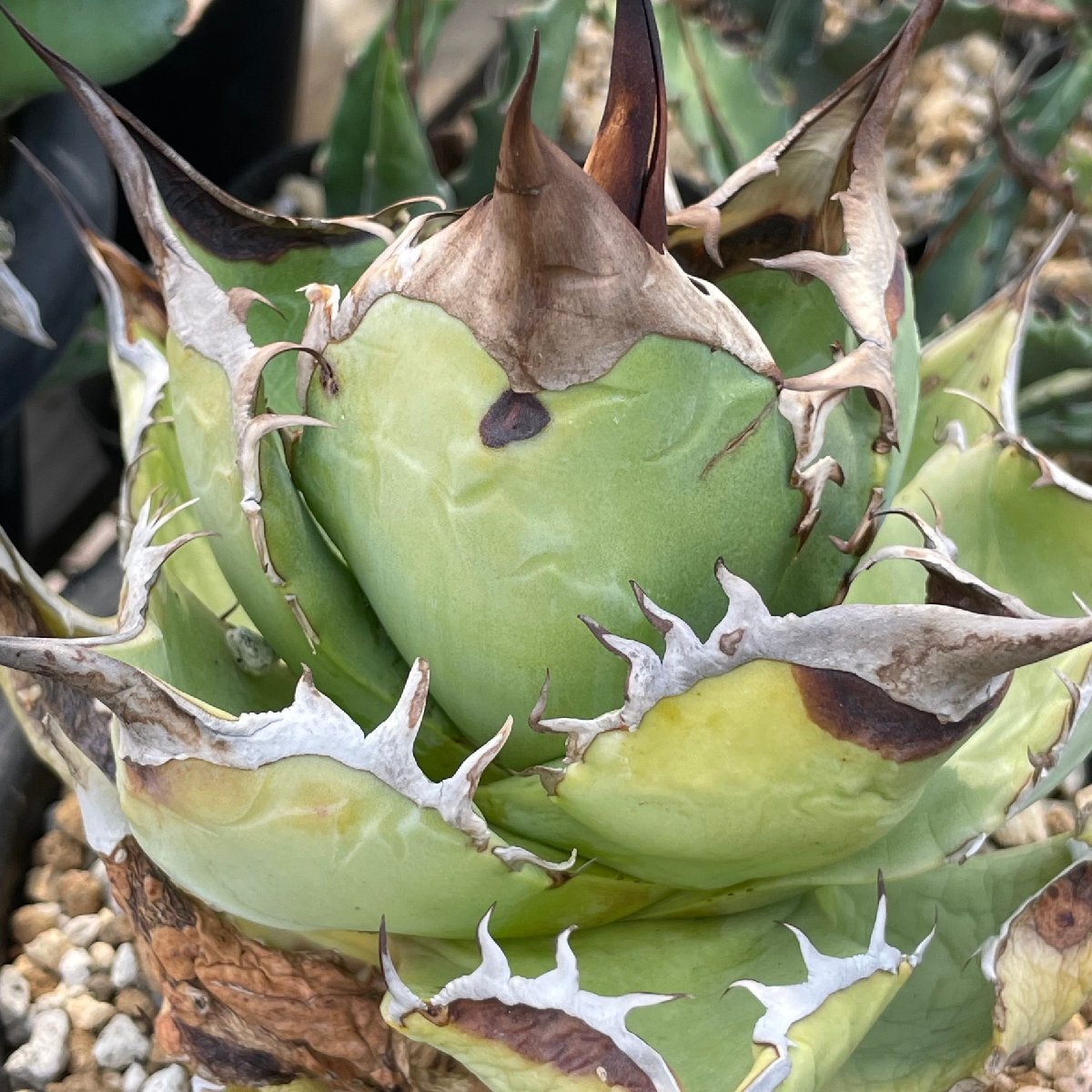 レア 子株 選抜 チタノタ  オテロイ 6cm  | CACTUS.TOKYO の画像3