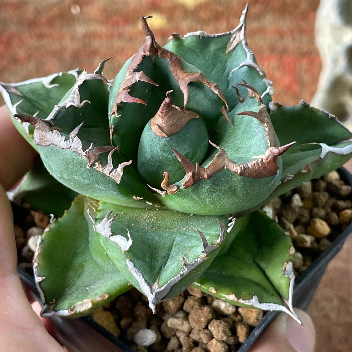 ムチムチ選抜 輸入株 チタノタ オテロイ   ７cm  米国産 | CACTUS.TOKYO の画像5