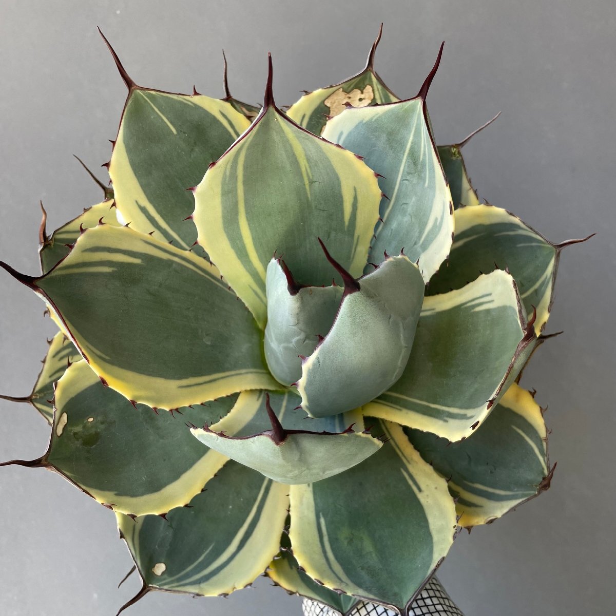 １ レアレア パリー トランカータ  8cm  オリザバ 斑入り  | CACTUS.TOKYO |  の画像1