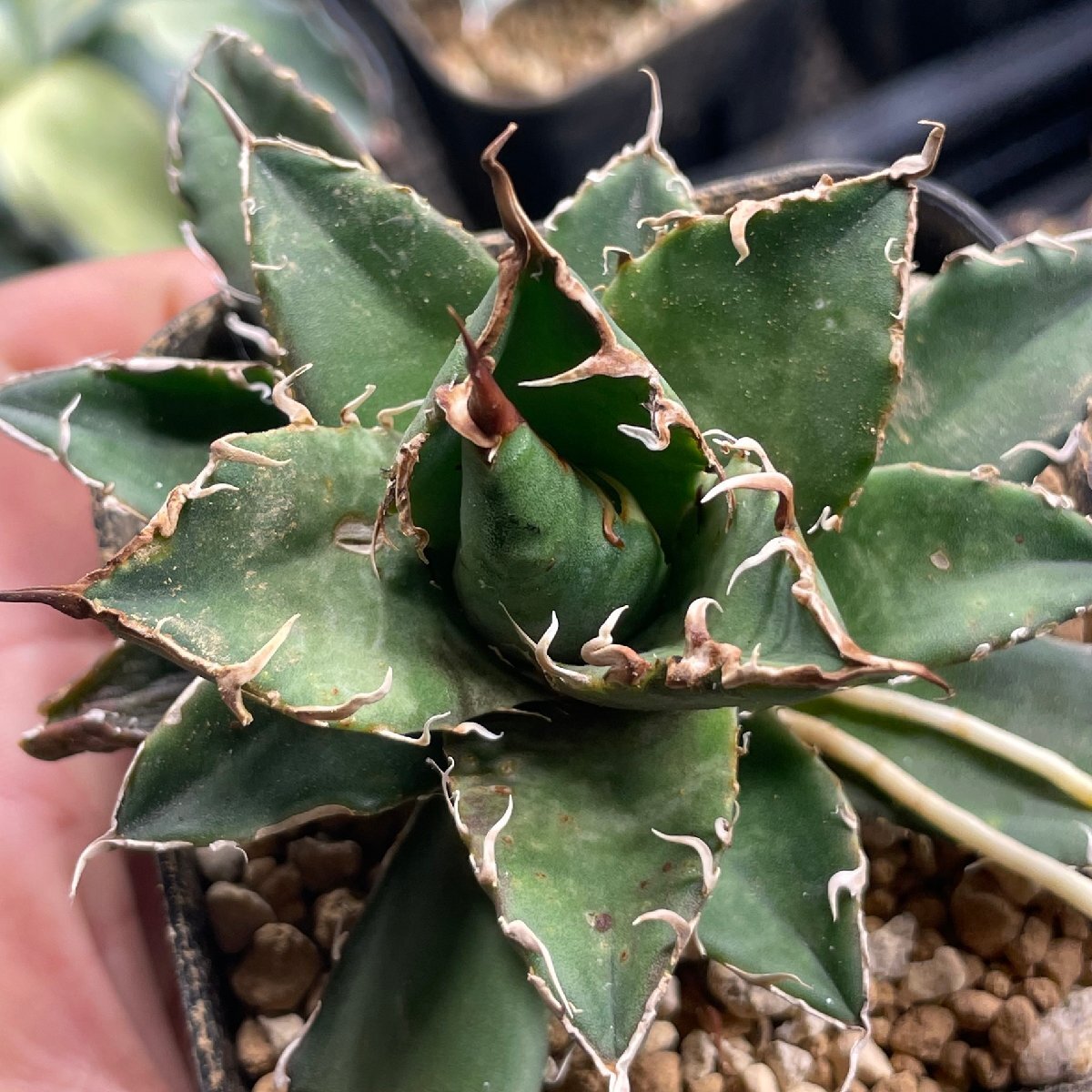 クローン オテロイ  チタノタ 10cm  イタリア産 | CACTUS.TOKYOの画像2