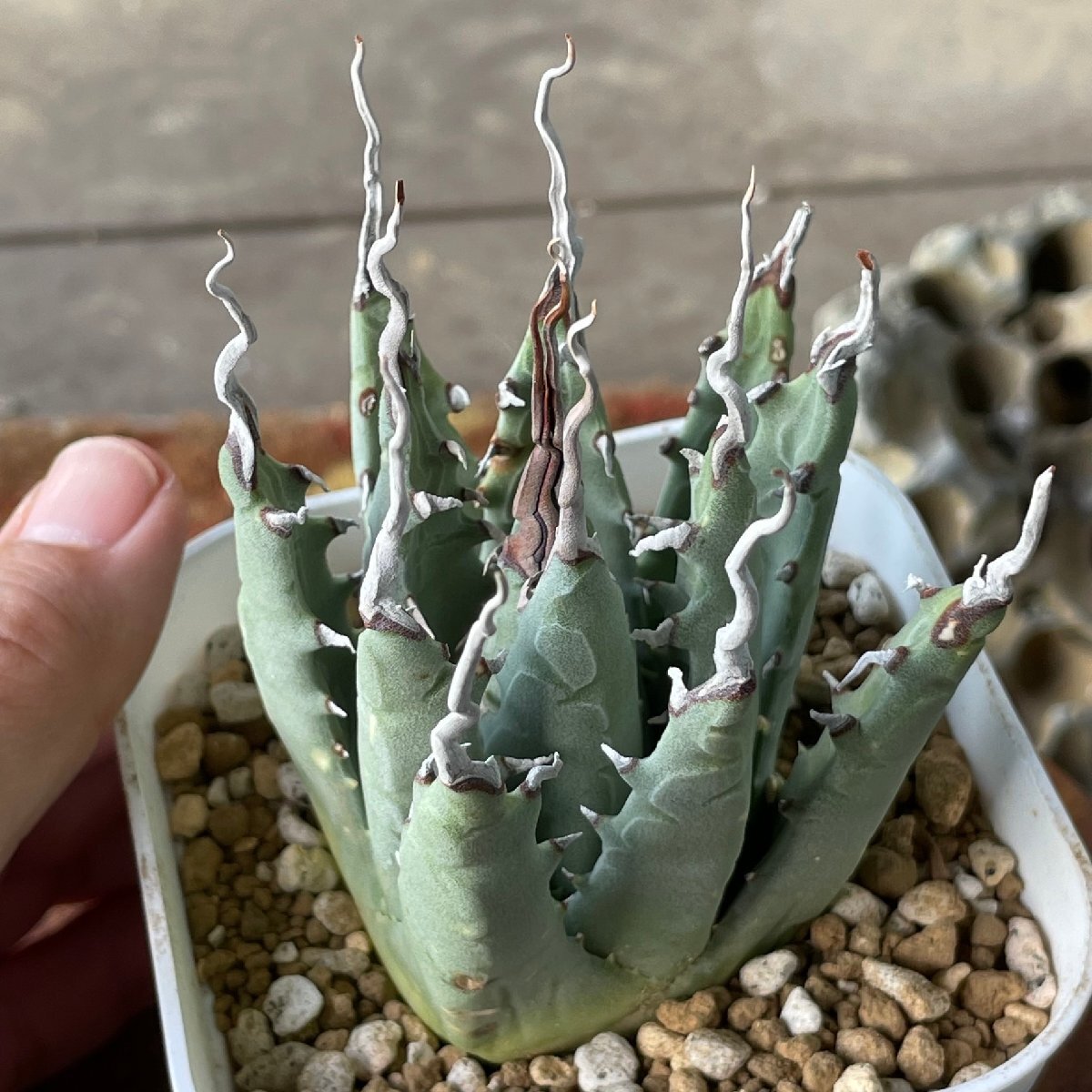 2 ユタエンシス 7cm 発根済 | CACTUS.TOKYO | (エボリスピナ ネバデンシス 陽炎) の画像3