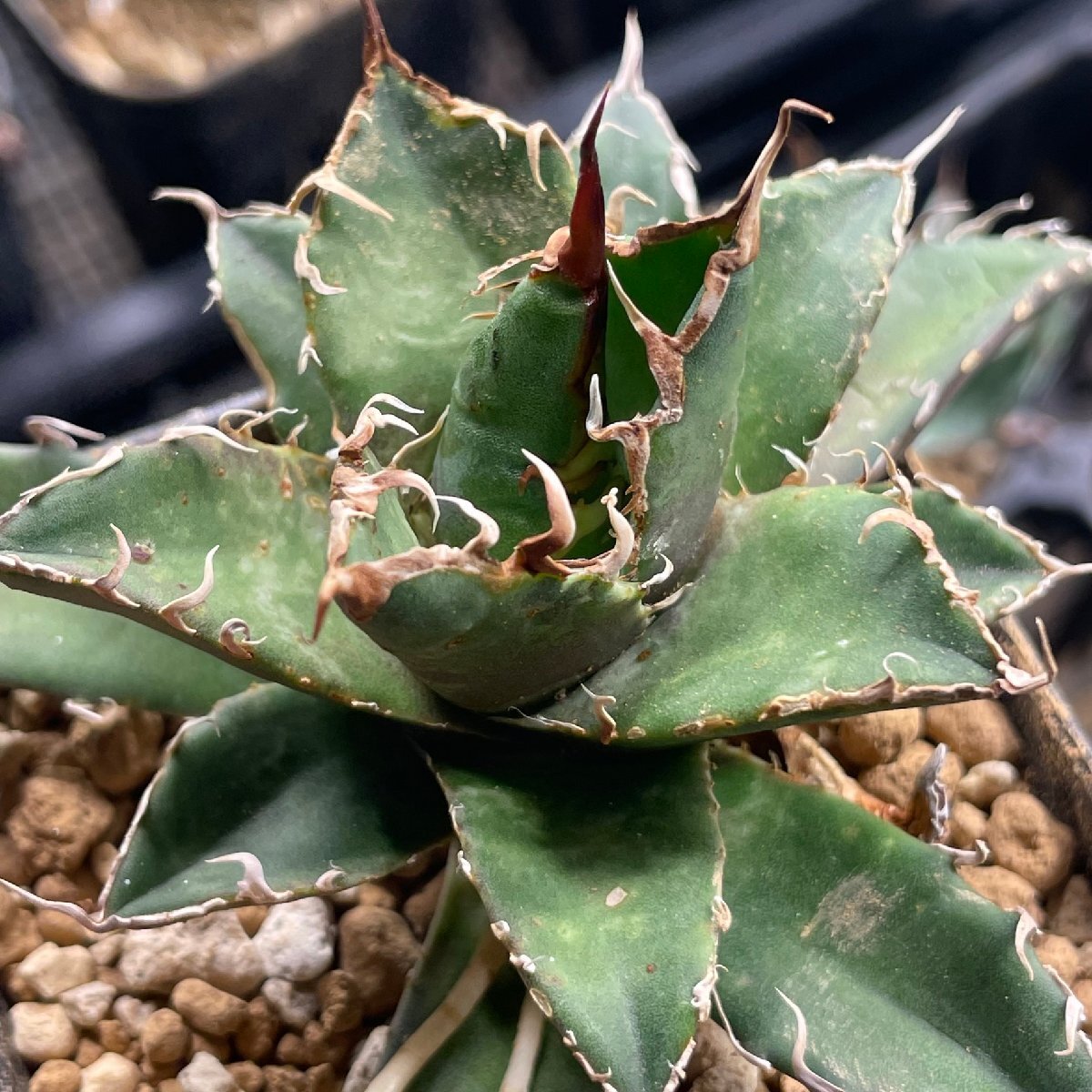 クローン オテロイ  チタノタ 10cm  イタリア産 | CACTUS.TOKYOの画像5