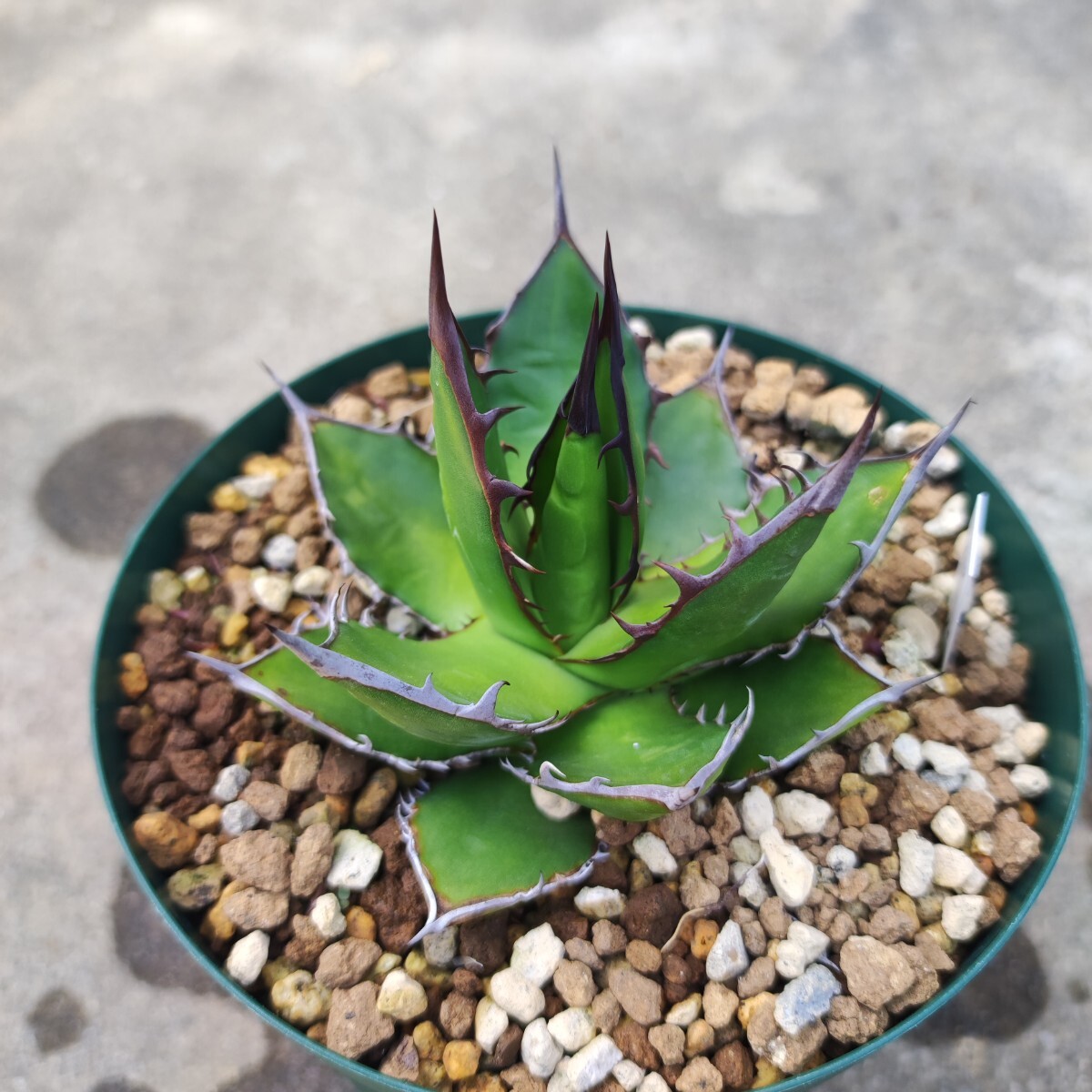 アガベ ホリダ 実生 Agave horrida ssp. horridaの画像1