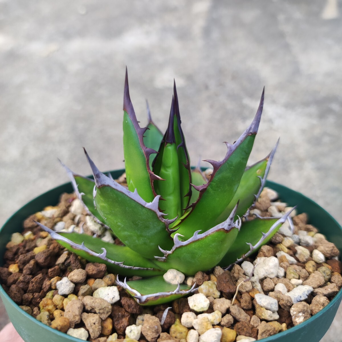 アガベ ホリダ 実生 Agave horrida ssp. horridaの画像6