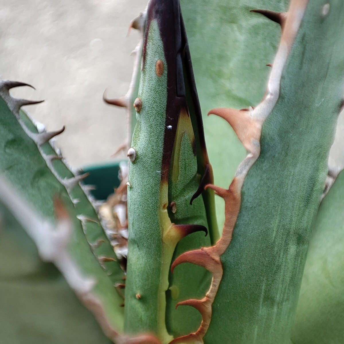 アガベ パープソラム 実生 Agave ghiesbreghtii 'Purpusorum'の画像4