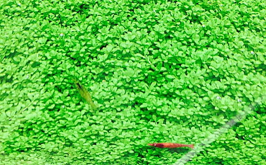 ( надежный подводный лист ) кий ba pearl-grass . Moss. комплект NE