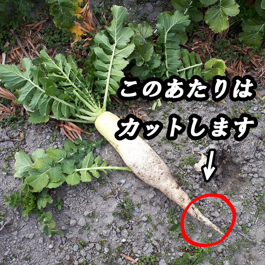  region limitation * free shipping * agriculture house direct delivery * Shizuoka prefecture production * daikon radish * approximately 10kg* fresh vegetable * with translation * production direct 