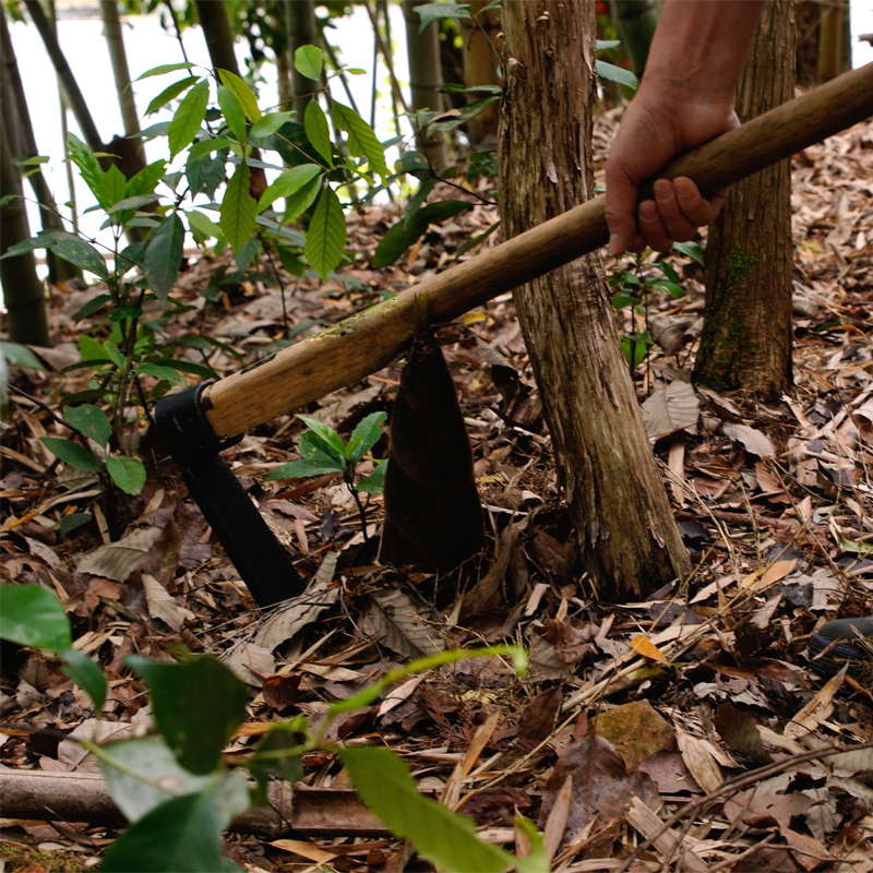竹の子掘り鍬 大 390mm 樫柄付 タケノコ掘り 筍掘り たけのこ掘りの画像5