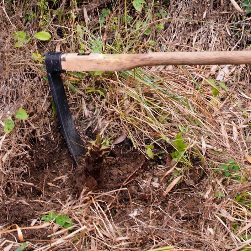 竹の子掘り鍬 大 390mm 樫柄付 タケノコ掘り 筍掘り たけのこ掘りの画像6