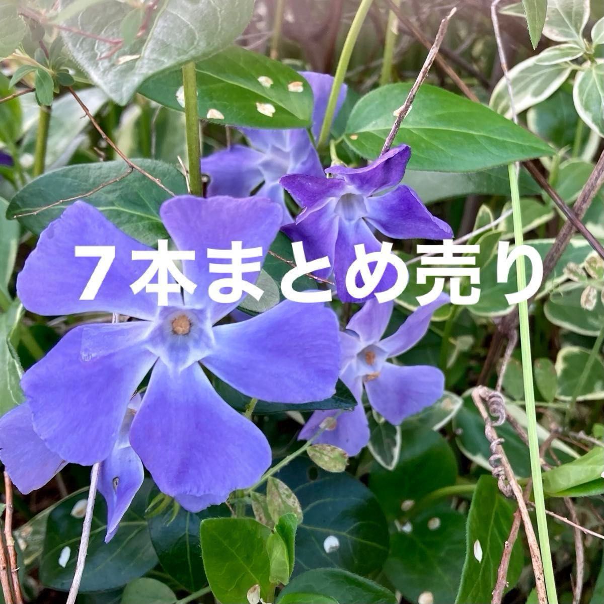 ツルニチニチニソウ　7本まとめ買い　庭の花　グランドカバー　580→560