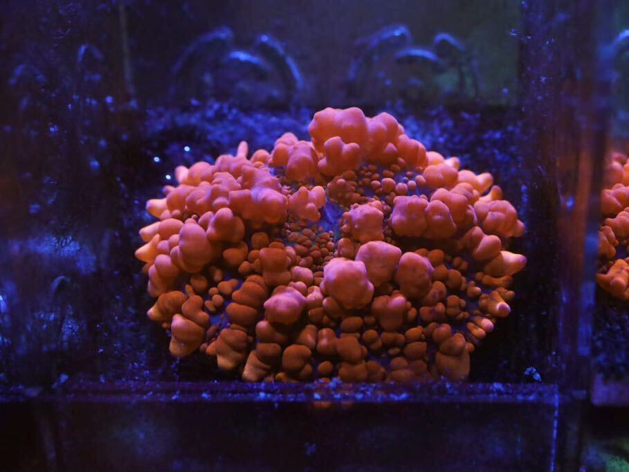 【Raunchy Red Bounce Mushroom】 バウンスディスク ディスクコーラルの画像1