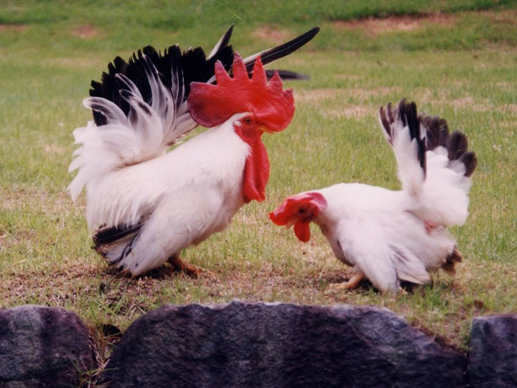大冠鶏チャボ【肥後チャボ】の有精卵５個（食用可）_画像4