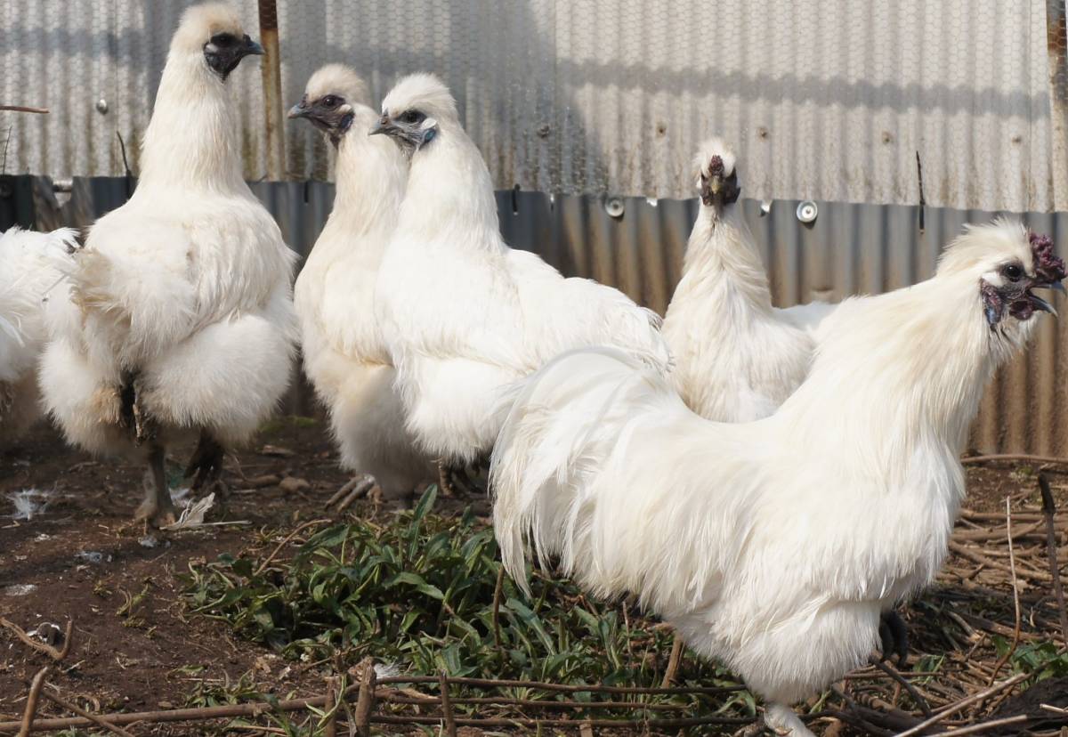 青玉白鳥骨鶏の有精卵５個（即決で１個保証）（食用可）の画像2