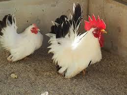 大冠鶏チャボ【肥後チャボ】の有精卵５個（食用可）_画像1