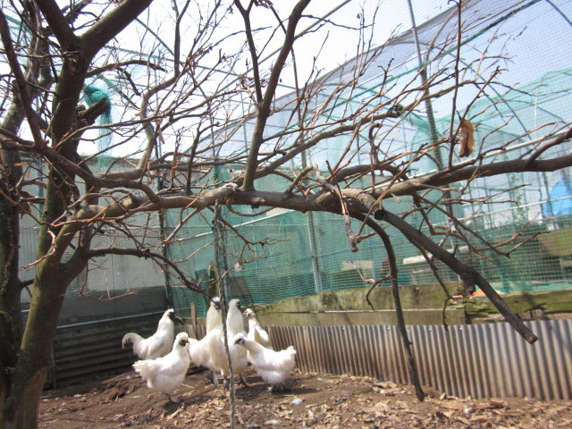 青玉白鳥骨鶏の有精卵５個（即決で１個保証）（食用可）の画像4