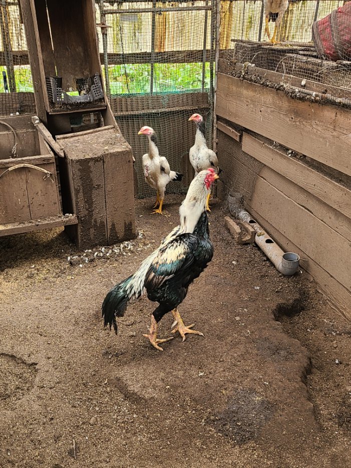 白笹大軍鶏の有精卵５個（食用可）（即決で１個保証）_画像4