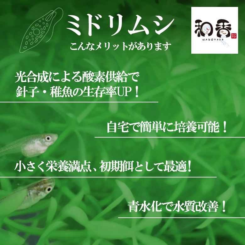 即日発送・送料安 植物性微生物 ミドリムシ500ml ユーグレナ 関連：めだかグッピーベタ金魚熱帯魚両生類など生クロレラグリーンウォーターの画像2