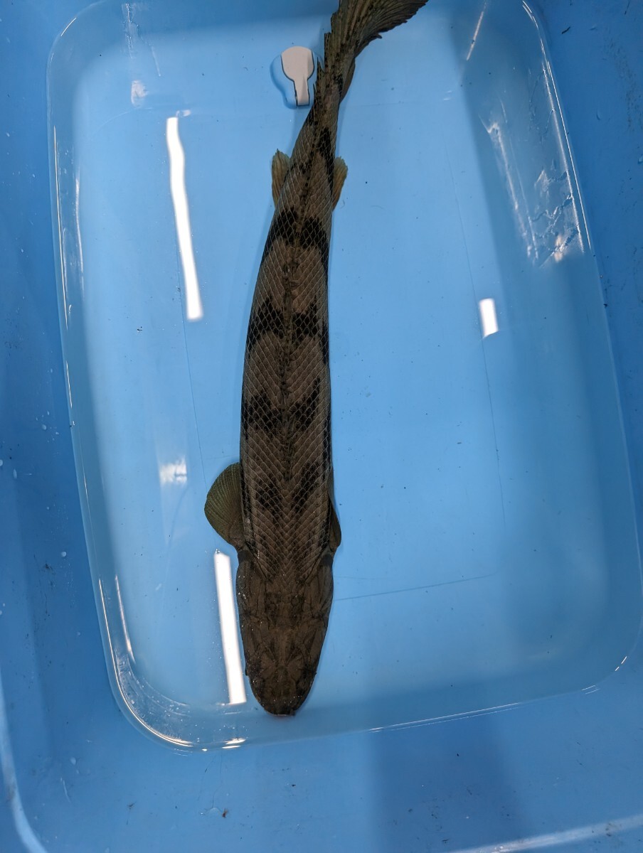 GW Sale Pick -Up Limited Tanganny Gakon Gyserabi 70 см. Женский Polypterus