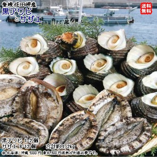 black abalone (1~2 piece .150~200g). Sazae (8~12 piece .900~1000g) Ehime . from direct delivery free shipping Hokkaido / Okinawa / Tohoku is postage separately . peace sea. . wholesale store 