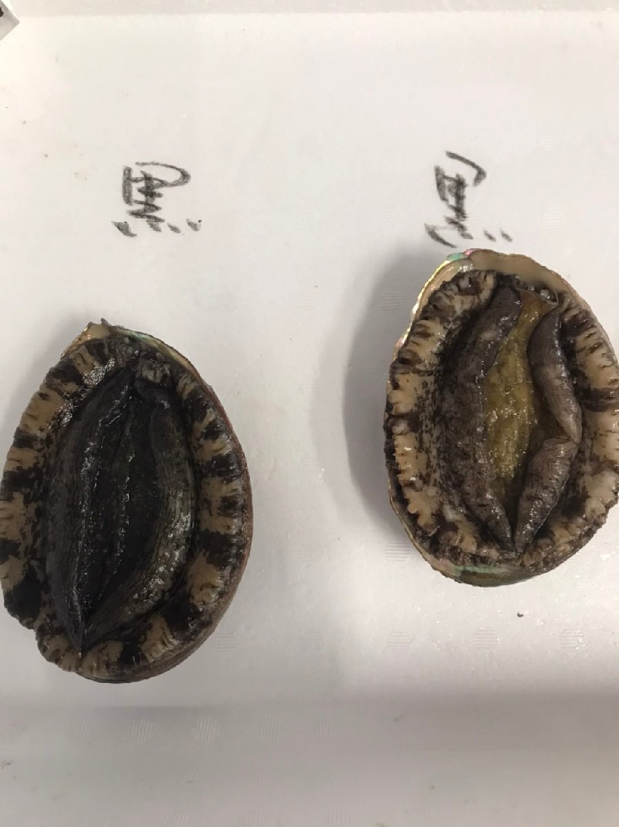  black abalone (1~2 piece .150~200g). red abalone (1~2 piece .150~200g) Ehime natural sea .. from direct delivery free shipping Hokkaido / Okinawa / Tohoku is postage separately 