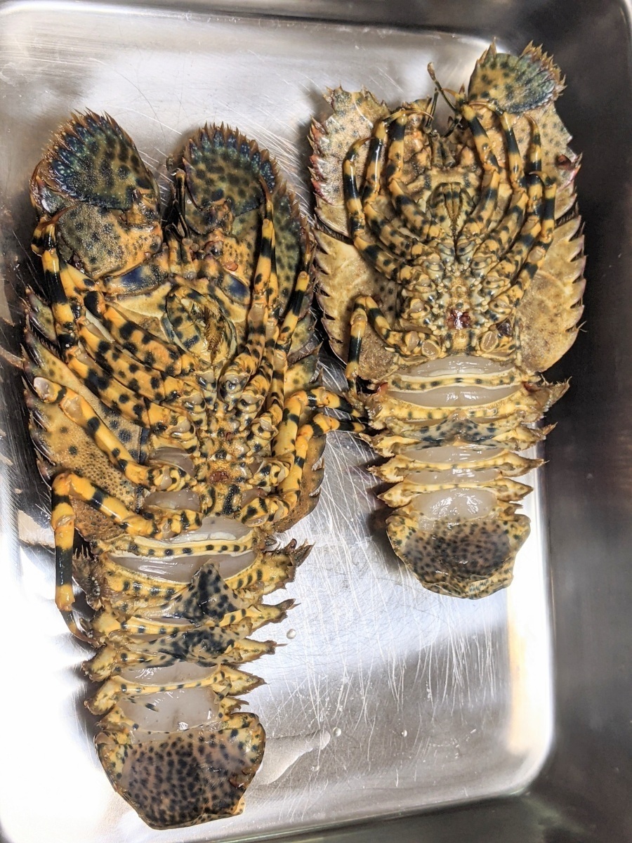 ゾウリエビ （1-2尾で200～250g） 特殊冷凍 幻の海老 浜から直送 送料無料 北海道/沖縄/東北は別途送料 宇和海の幸問屋_画像4