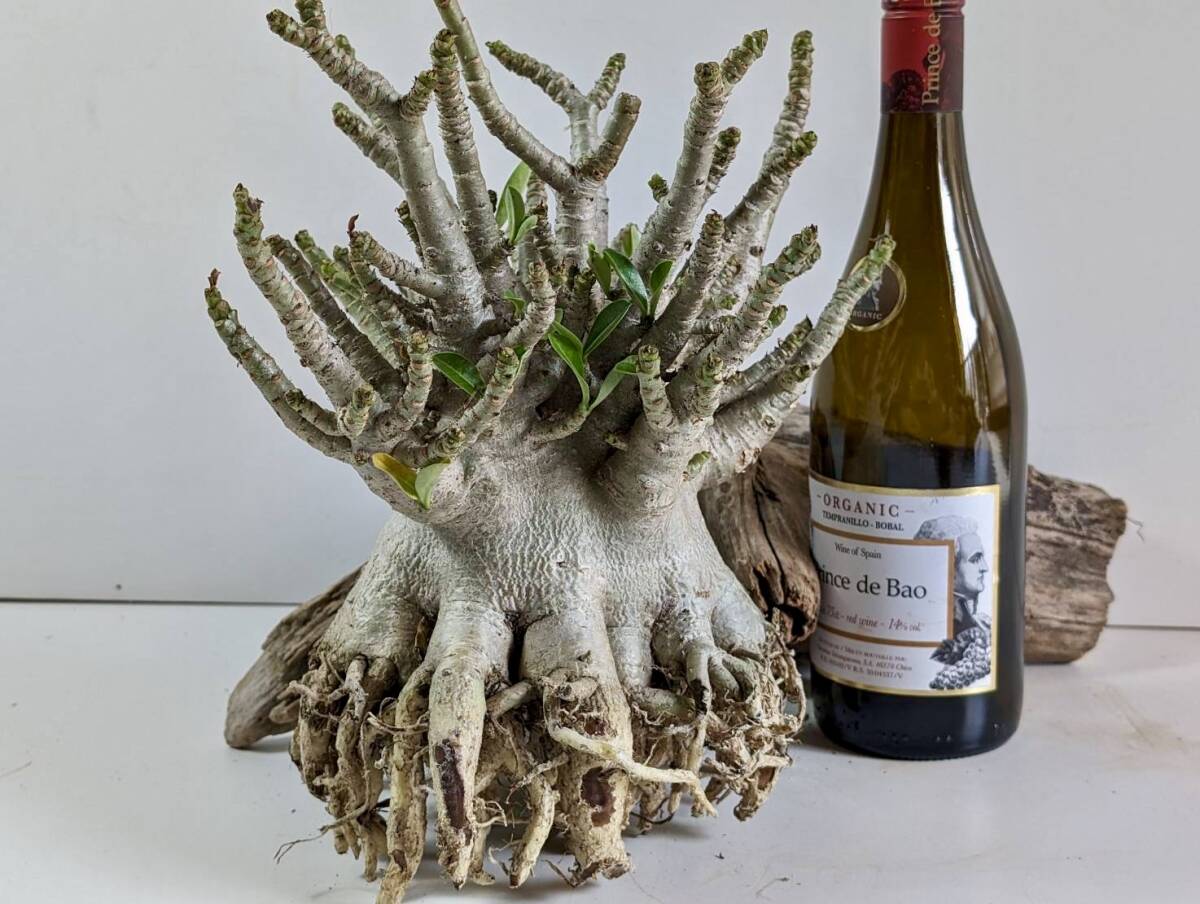 塊根植物 アデニウム アラビカム adenium arabicum コーデックス 砂漠のバラ オクトパス 重量級 a-04の画像10