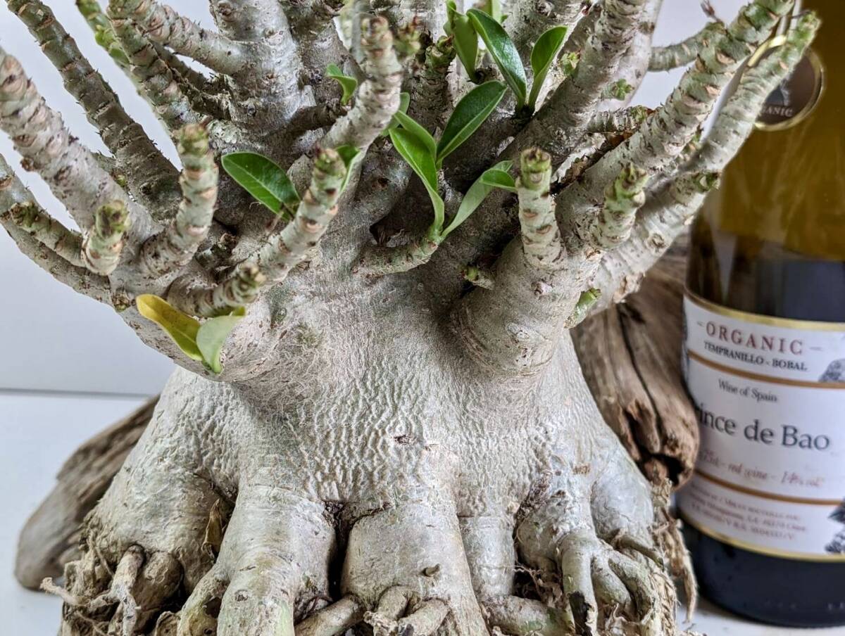 塊根植物 アデニウム アラビカム adenium arabicum コーデックス 砂漠のバラ オクトパス 重量級 a-04の画像6