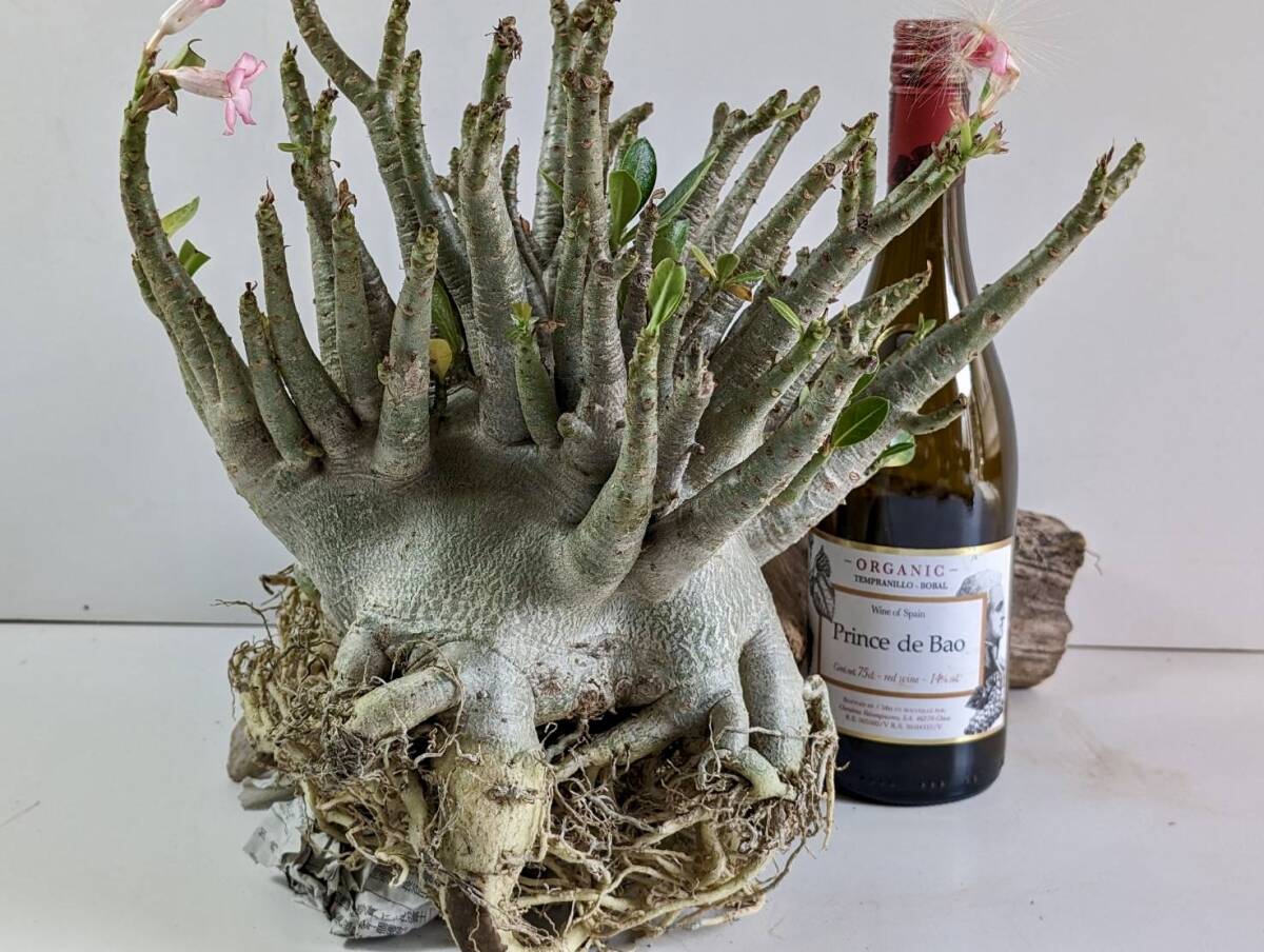 塊根植物 アデニウム アラビカム adenium arabicum コーデックス 砂漠のバラ オクトパス 重量級 X-25の画像3