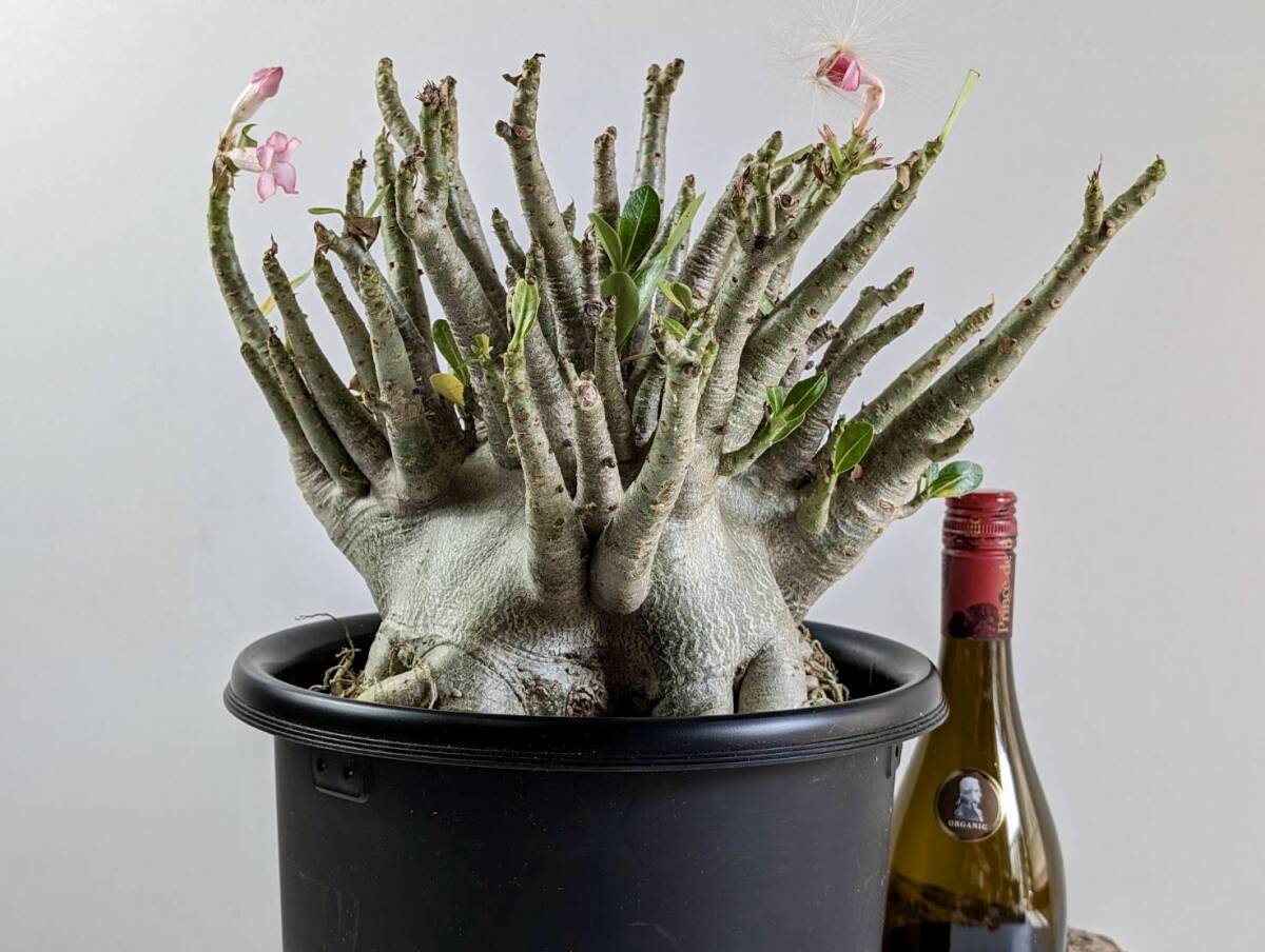 塊根植物 アデニウム アラビカム adenium arabicum コーデックス 砂漠のバラ オクトパス 重量級 X-25の画像10