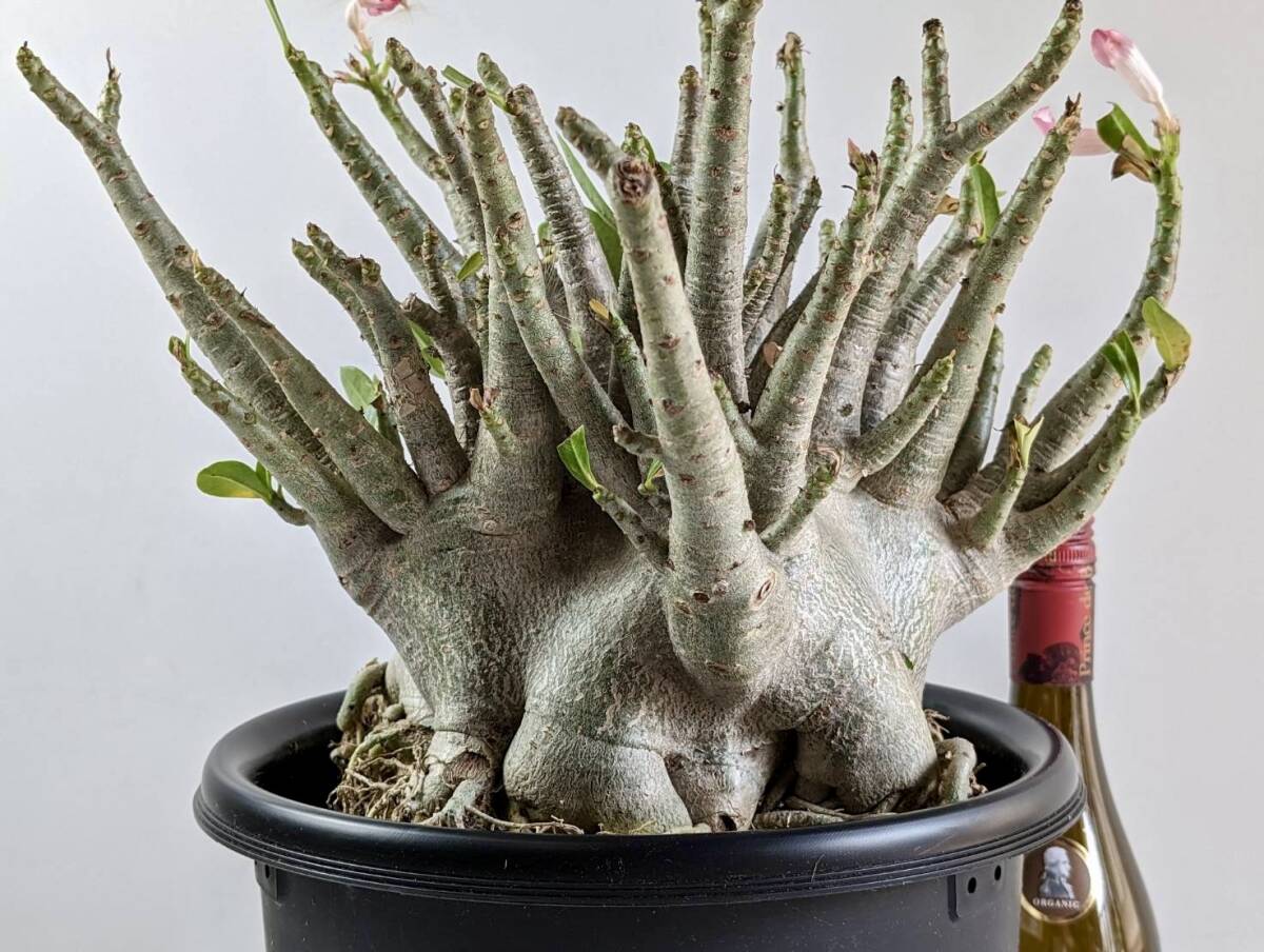 塊根植物 アデニウム アラビカム adenium arabicum コーデックス 砂漠のバラ オクトパス 重量級 X-25の画像8