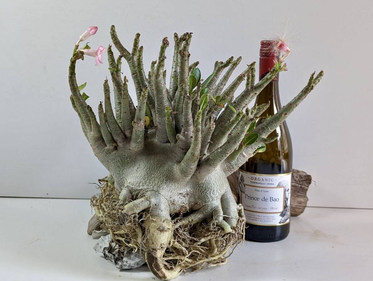 塊根植物 アデニウム アラビカム adenium arabicum コーデックス 砂漠のバラ オクトパス 重量級 X-25の画像2