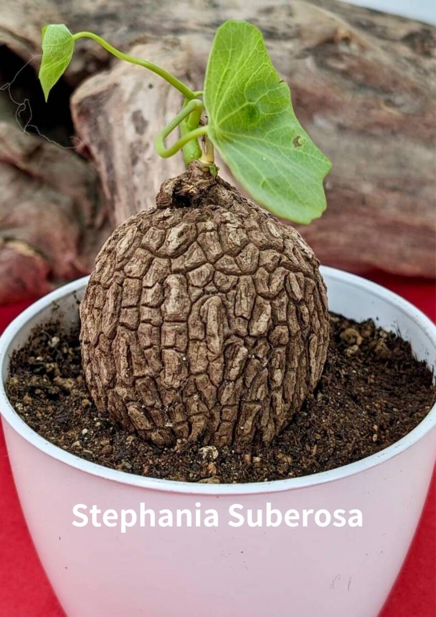塊根植物  stephania suberosa ステファニア スベローサ コーデックス No31の画像1