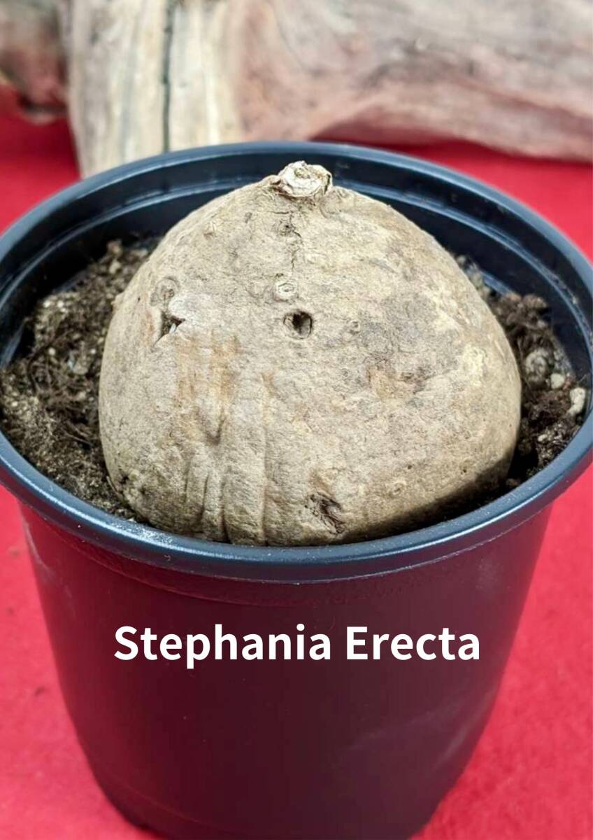 塊根植物  stephania erecta ステファニア エレクタ コーデックス X-19の画像1