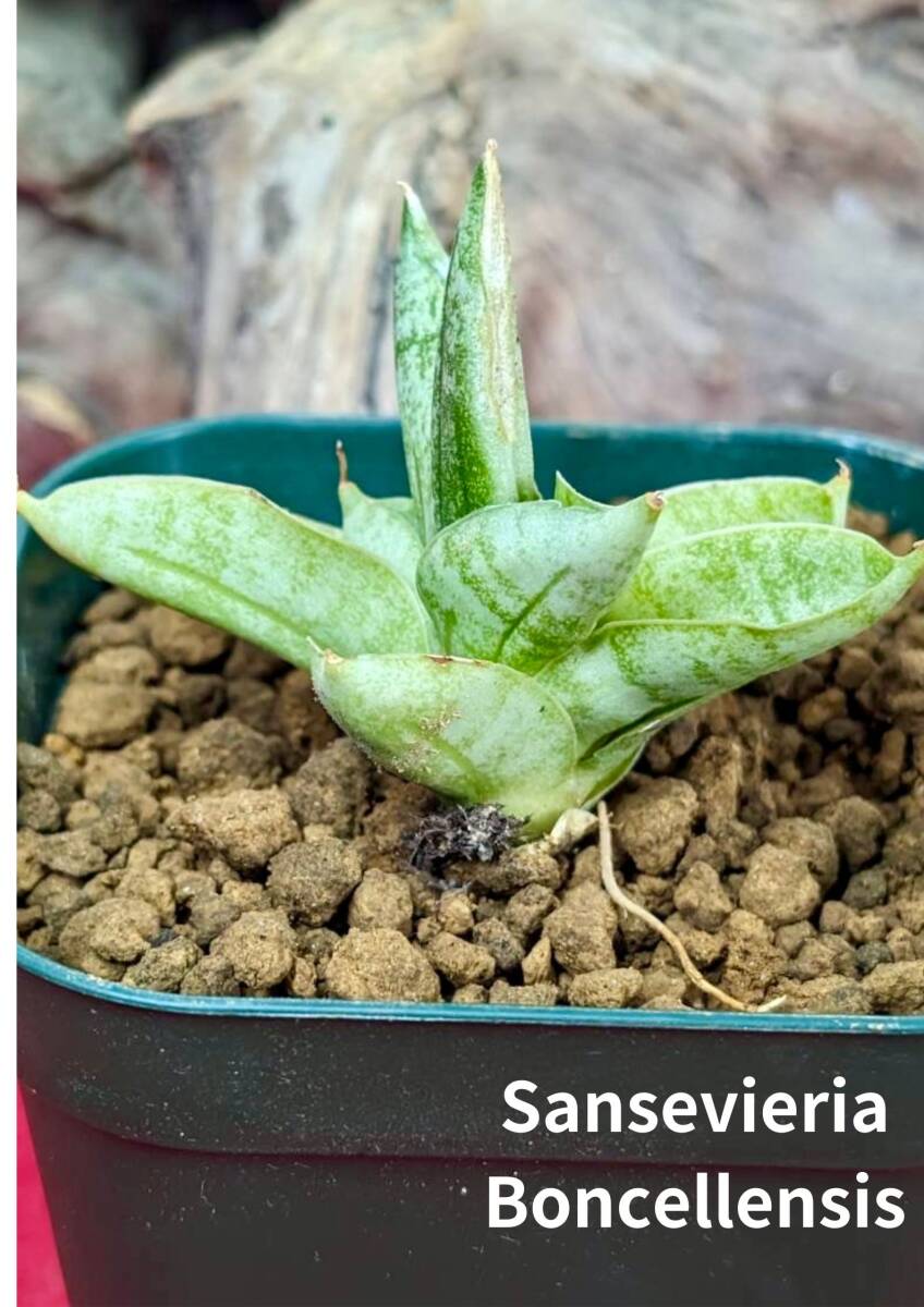 sansevieria boncellensis　サンスベリア　ボンセレンシス　No52_画像1
