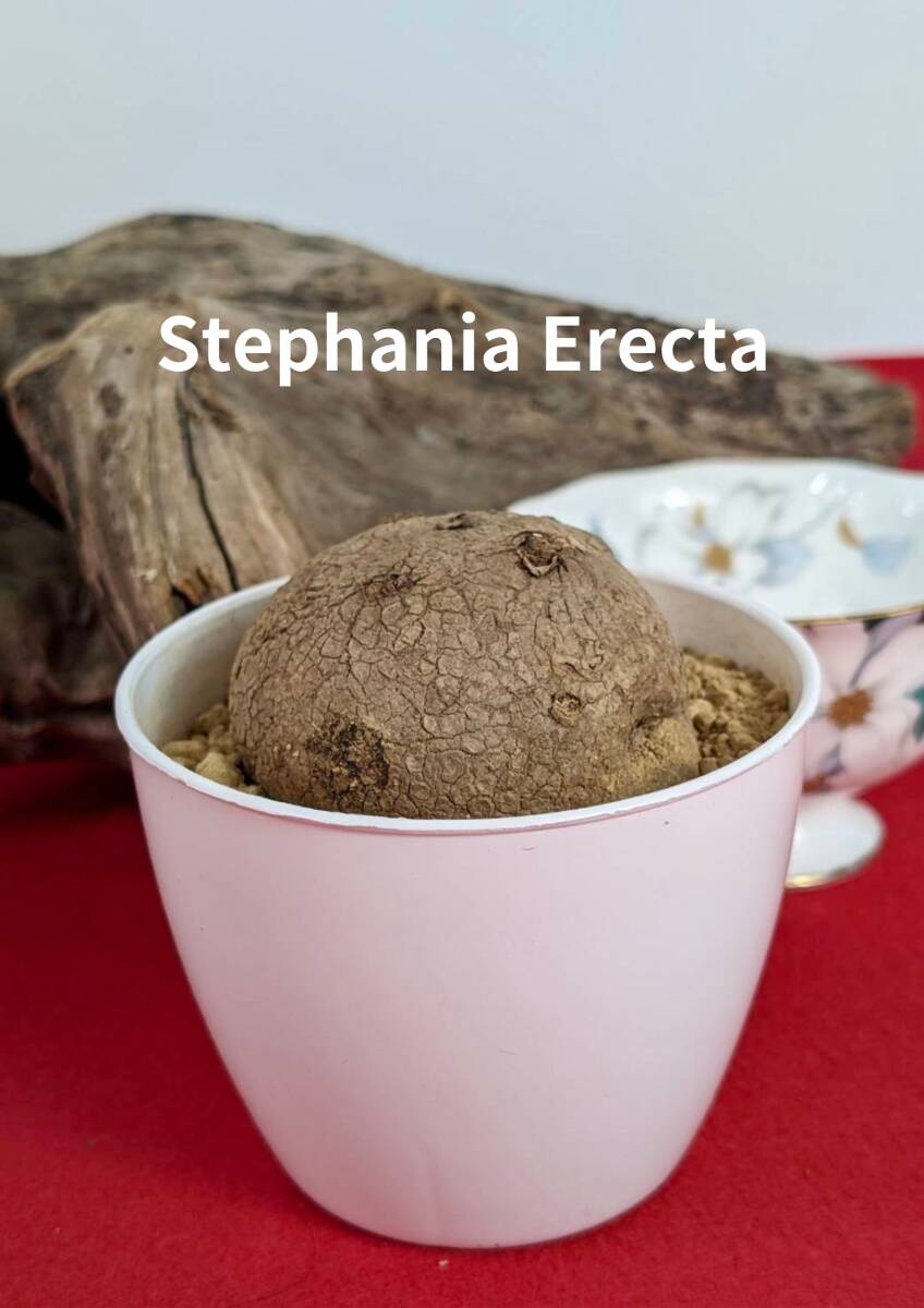 塊根植物  stephania erecta ステファニア エレクタ コーデックス X-06の画像1