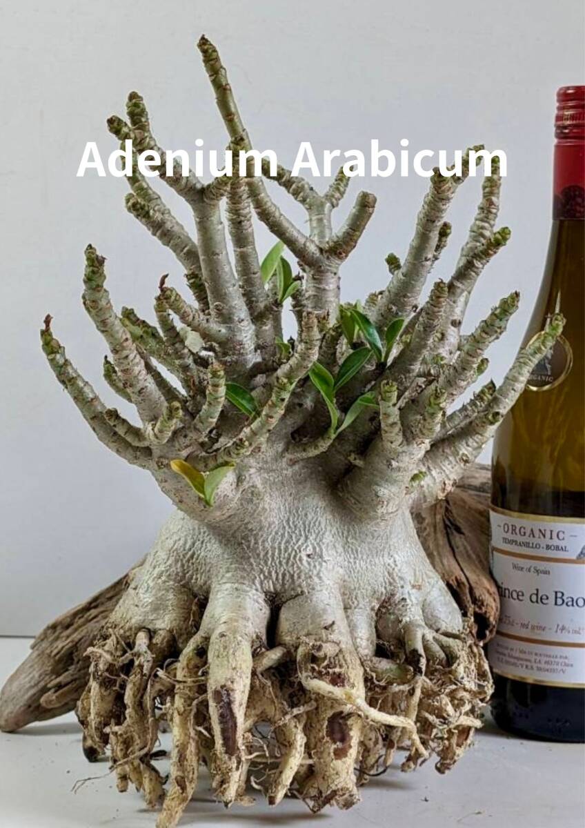 塊根植物 アデニウム アラビカム adenium arabicum コーデックス 砂漠のバラ オクトパス 重量級 a-04の画像1