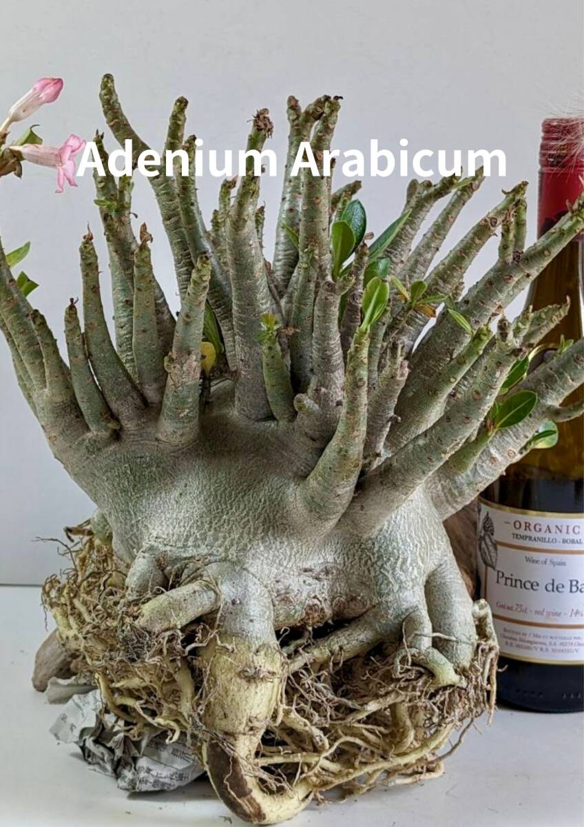 塊根植物 アデニウム アラビカム adenium arabicum コーデックス 砂漠のバラ オクトパス 重量級 X-25の画像1