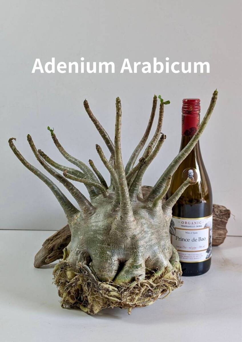 塊根植物 アデニウム アラビカム adenium arabicum コーデックス 砂漠のバラ オクトパス 重量級 a-02の画像1