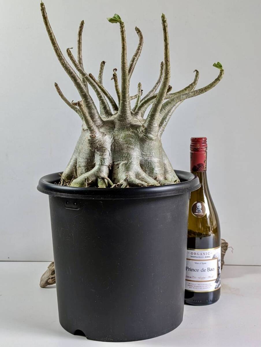 塊根植物 アデニウム アラビカム adenium arabicum コーデックス 砂漠のバラ オクトパス 重量級 a-02の画像9