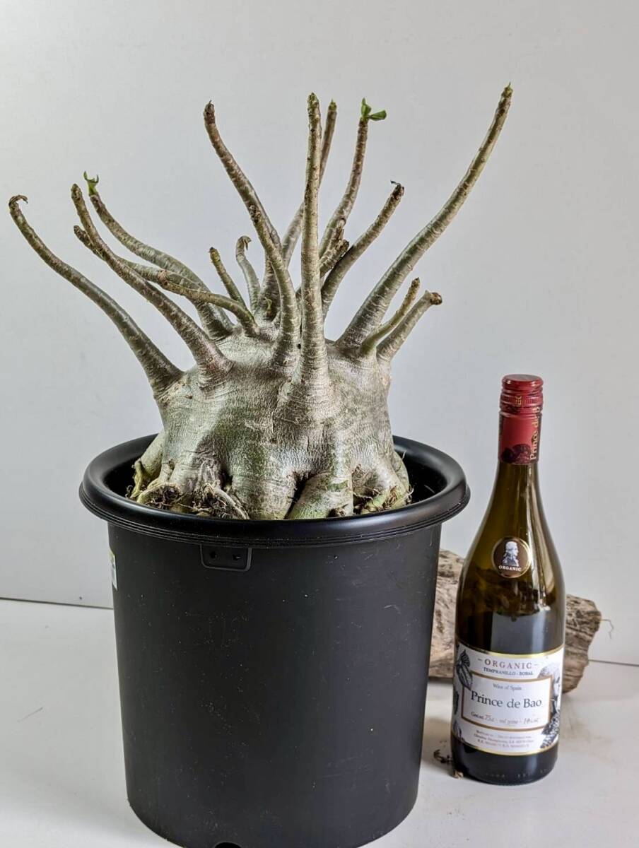 塊根植物 アデニウム アラビカム adenium arabicum コーデックス 砂漠のバラ オクトパス 重量級 a-02の画像7