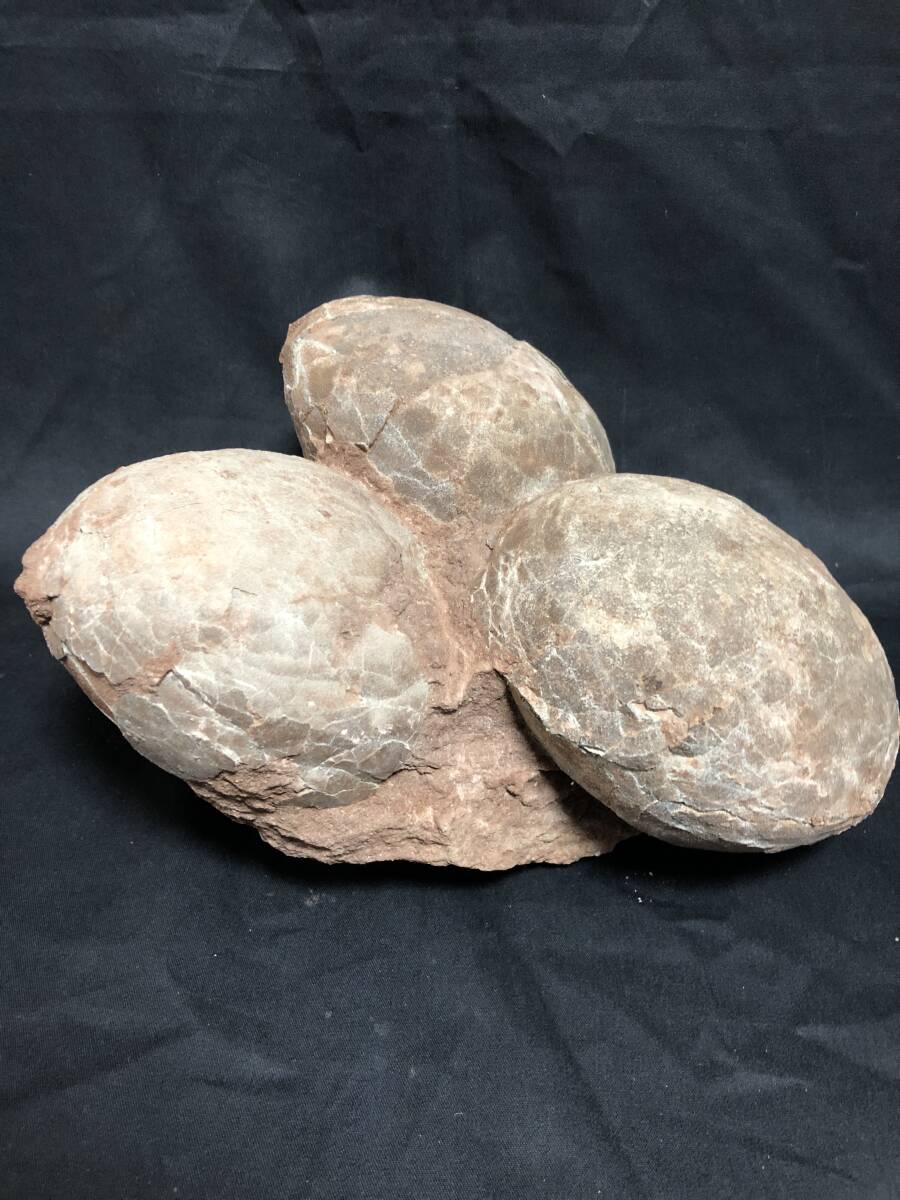  approximately 6500 ten thousand year front dinosaur. egg fossil 