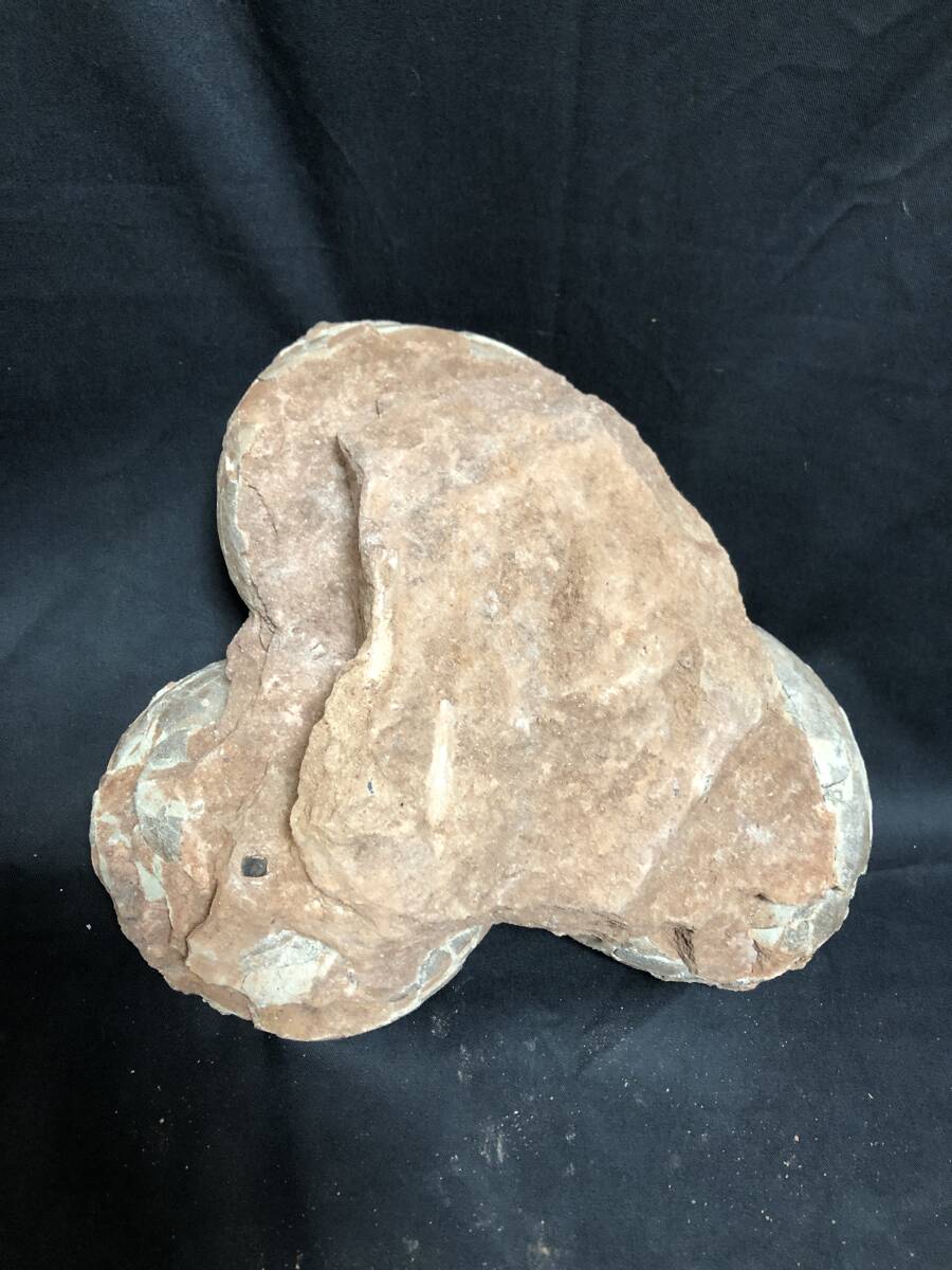  approximately 6500 ten thousand year front dinosaur. egg fossil 