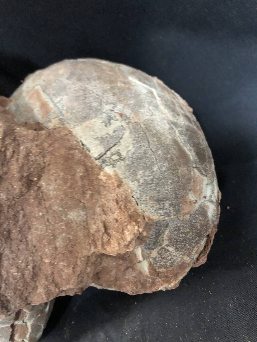  approximately 6500 ten thousand year front dinosaur. egg fossil 