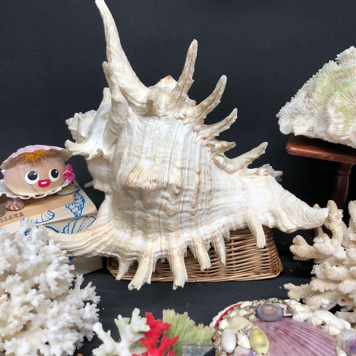 G180 【サンゴその他 貝 まとめて！】インテリア モビール 天狗貝 サンゴ 貝殻パーツ 巻貝 保管品の画像4
