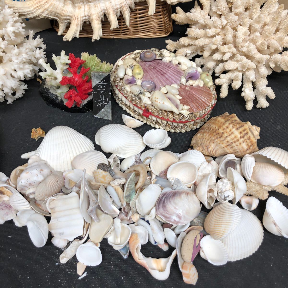 G180 【サンゴその他 貝 まとめて！】インテリア モビール 天狗貝 サンゴ 貝殻パーツ 巻貝 保管品の画像8