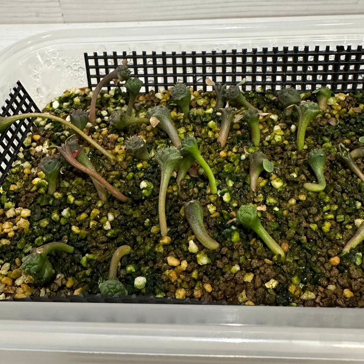 Euphorbia obesa / ユーフォルビア オベサ / 種子 / 自家採取 / 10粒(オベサ×オベサ) / y10