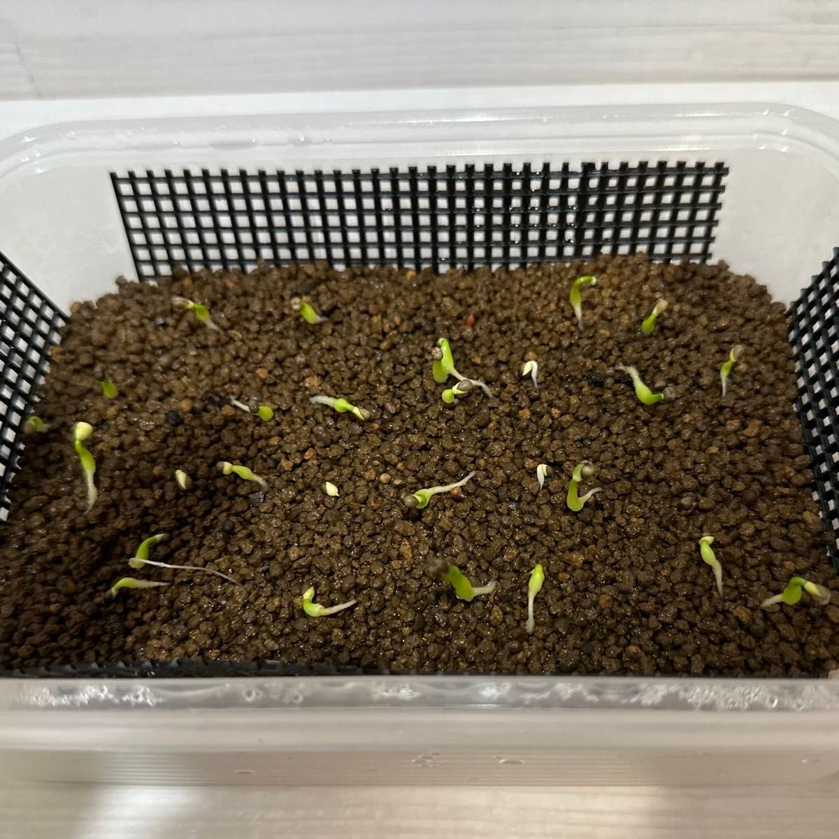 Euphorbia obesa / ユーフォルビア オベサ / 種子 / 自家採取 / 20粒(オベサ×オベサ) / z03