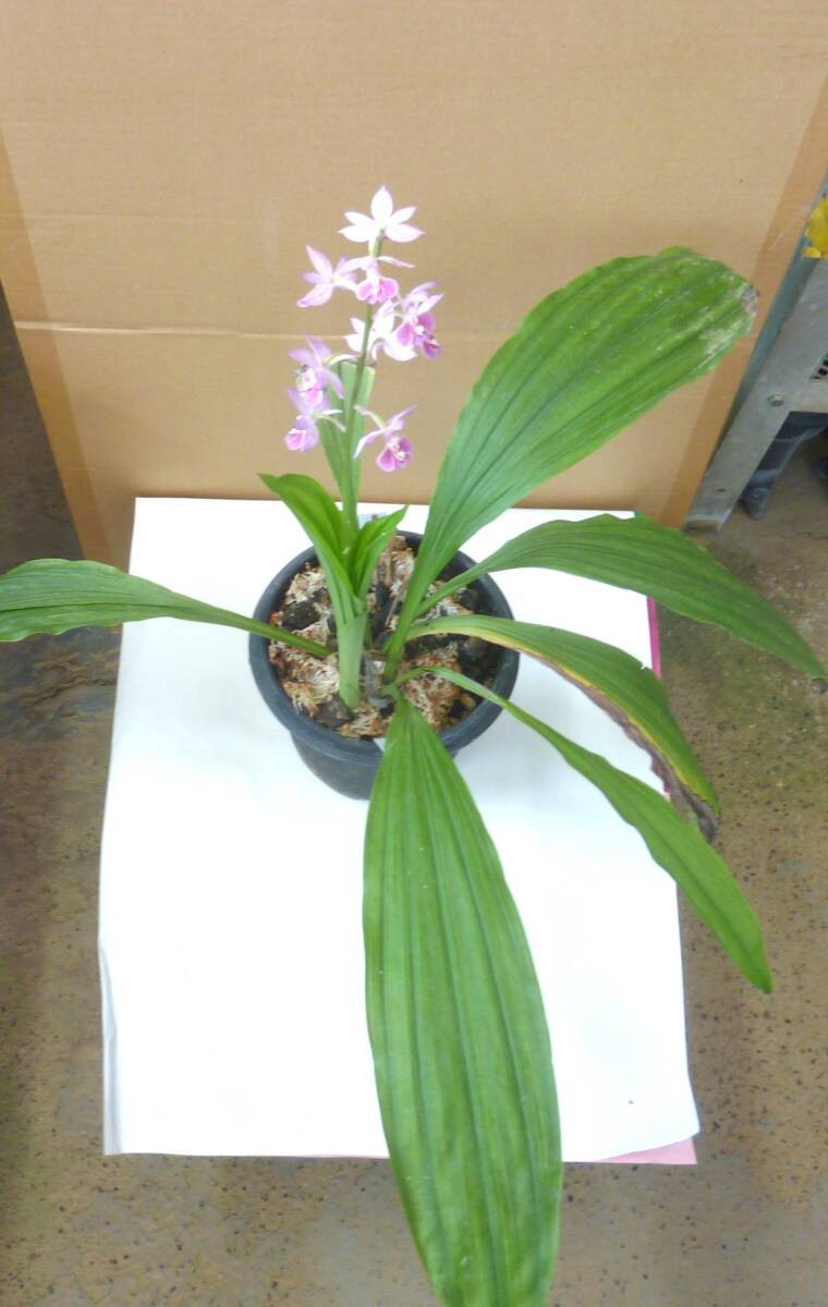 *^ весна орхидея ..... цветение средний 4 статья холод орхидея *^