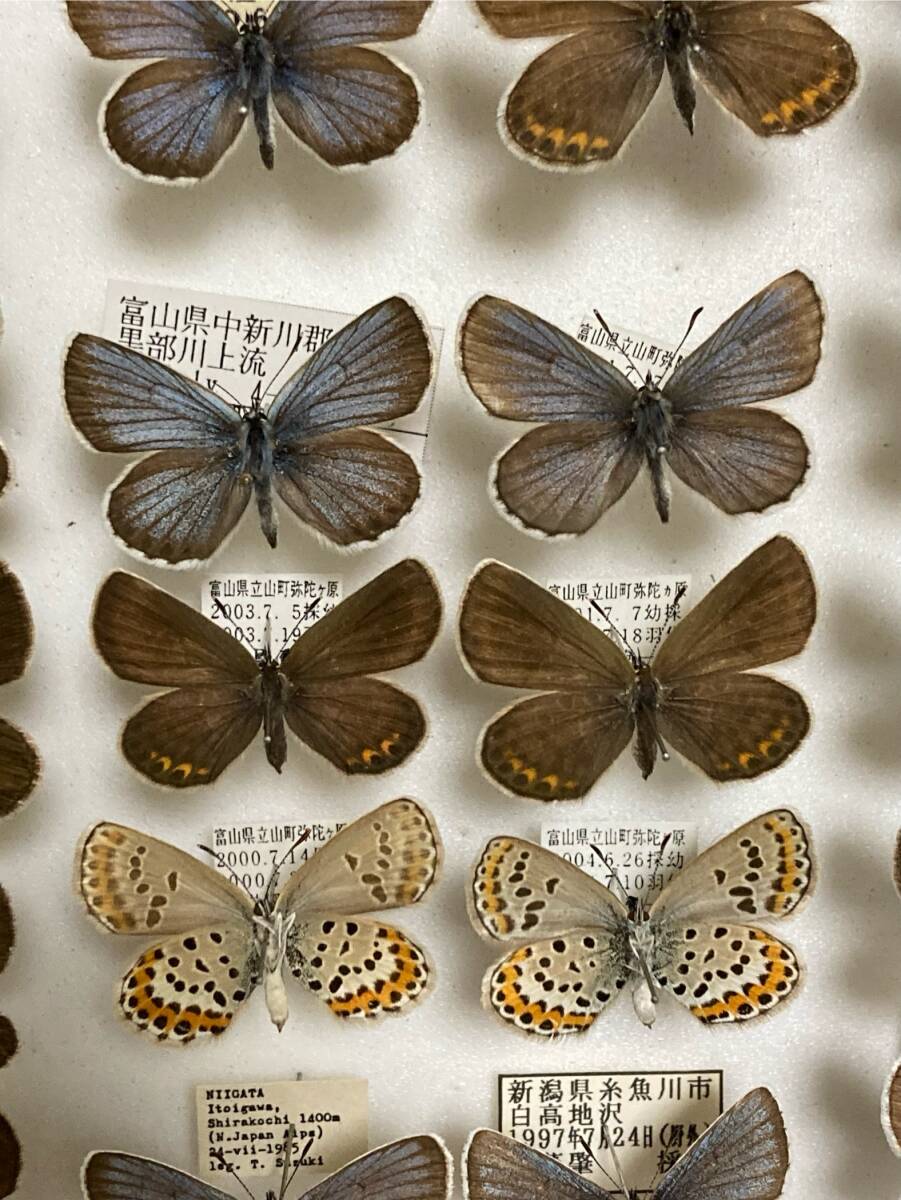 蝶 標本 アサマシジミ（ドイツ箱入り）の画像2