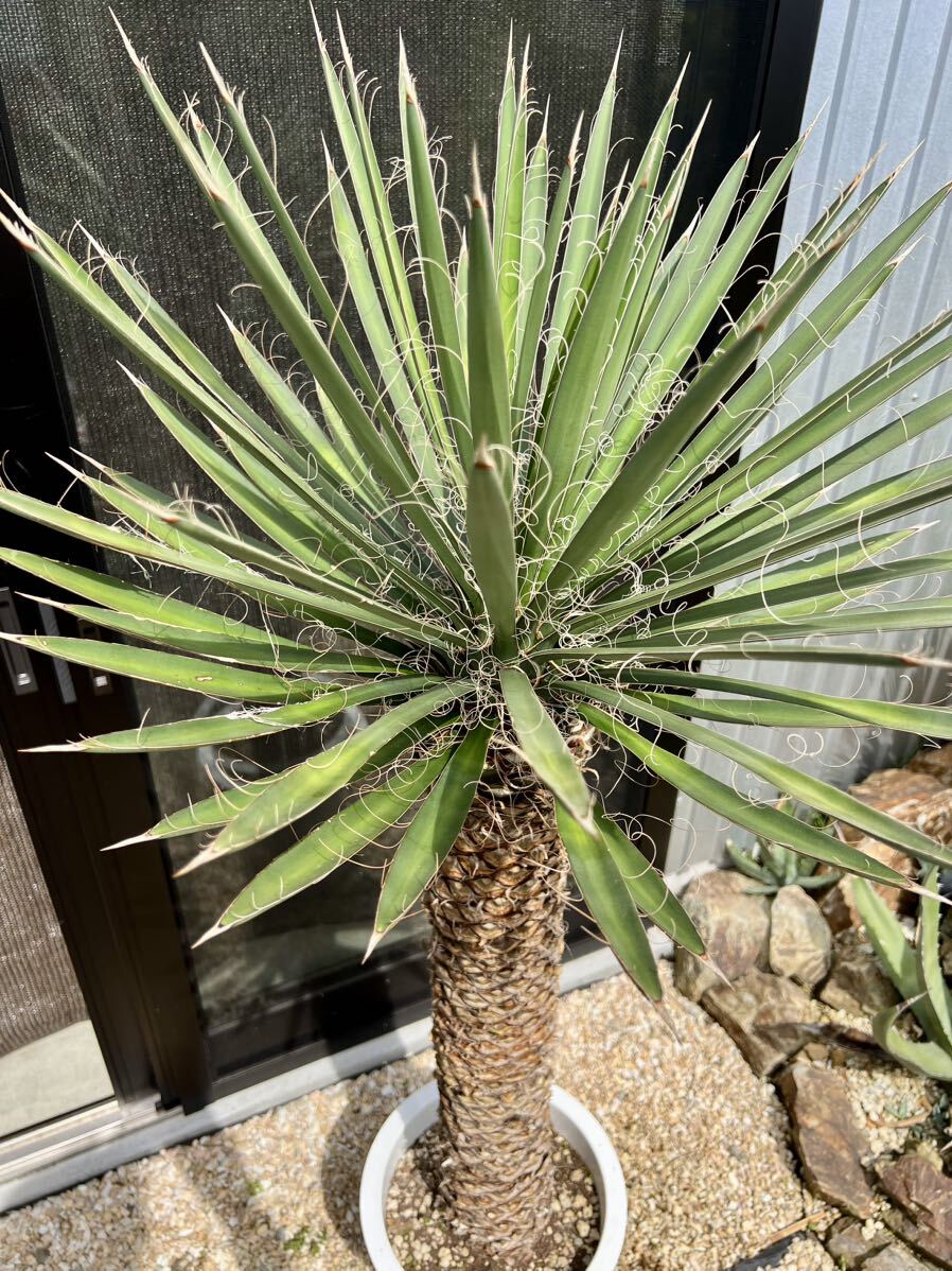 ユッカ フィリフェラ Yucca filifera 大株_画像6